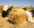 Ηλεία: Συγκεντρώνουν στον Πύργο ζωοτροφές για τα ζώα στα καμένα χωριά του Δήμου Αρχαίας Ολυμπίας