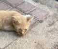 Έκκληση για τραυματισμένο γατάκι στη Δάφνη Αττικής