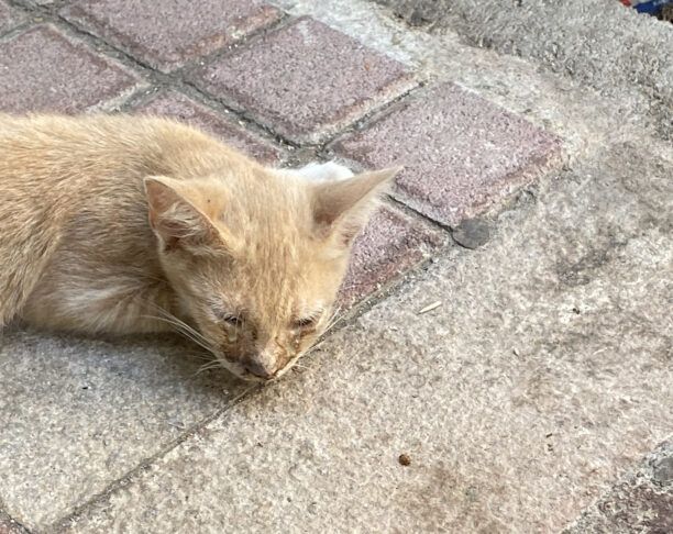 Έκκληση για τραυματισμένο γατάκι στη Δάφνη Αττικής