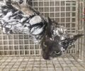 Έσωσαν τη γάτα που έπεσε σε ασβέστη στη Δάφνη Αττικής