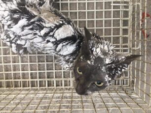 Έσωσαν τη γάτα που έπεσε σε ασβέστη στη Δάφνη Αττικής
