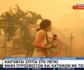 Ρεπόρτερ της Ε.Ρ.Τ. σώζει γατάκι από τη φωτιά στο Πευκί Εύβοιας (βίντεο)