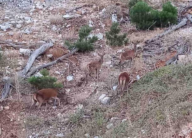 ΑΝΙΜΑ: Τα ελάφια της Πάρνηθας δεν χρειάζονται τάισμα από τους ανθρώπους