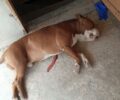 Συνελήφθη ο ιδιοκτήτης του σκύλου και ο αστυνομικός που σκότωσε το Πίτμπουλ στο Γαλάτσι Αττικής (βίντεο)