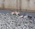 Έκκληση για απεγκλωβισμό γάτας απ' τις γραμμές του Προαστιακού στο Ηράκλειο Αττικής (βίντεο)
