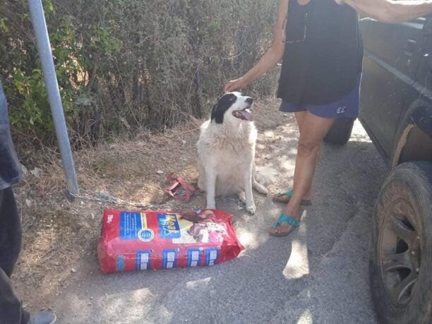 Εγκατάλειψε τον σκύλο δένοντας τον σε κολώνα στο Γραμματικό Αττικής