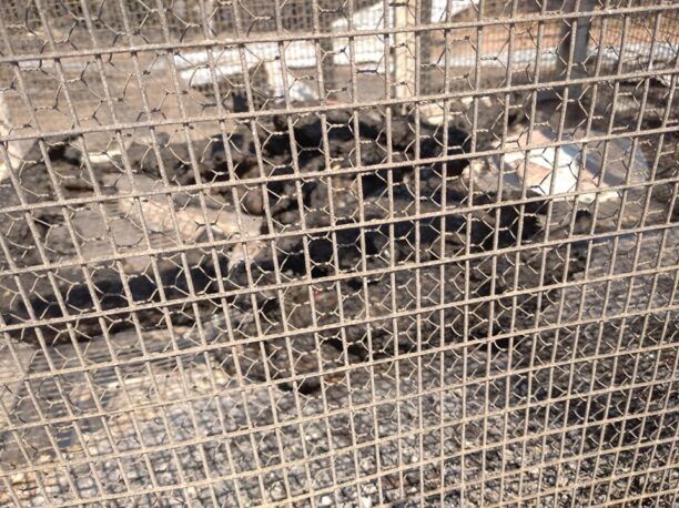 Ζητούν ζωοτροφές - Αναρίθμητα ζώα άγρια & παραγωγικά κάηκαν σε Δούκα – Πόθο – Λάσδικα Ηλείας (βίντεο)