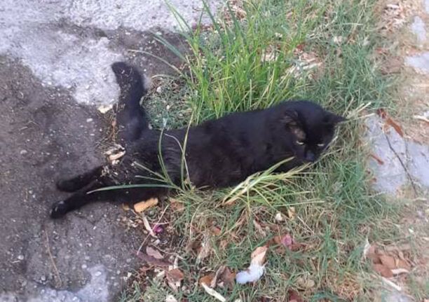 Γάτα πυροβολημένη με αεροβόλο βρέθηκε παράλυτη να σέρνεται στην Ηλιούπολη Αττικής