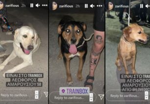 Έσωσαν τα σκυλιά απ'το ξενοδοχείο «I LOVE DOGS» στη Βαρυμπόμπη Αττικής (βίντεο)