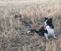 Καλοχώρι Καστοριάς: Επτά σκυλιά δολοφονημένα με φόλες