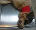 Καναλάκι Πρέβεζας: Έσωσαν σκύλο που βρήκαν να υποφέρει με θηλιά στον λαιμό