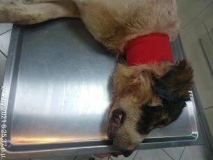 Καναλάκι Πρέβεζας: Έσωσαν σκύλο που βρήκαν να υποφέρει με θηλιά στον λαιμό