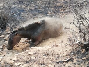 Καρβελάς Λακωνίας: Πέθανε απ'τα εγκαύματα άλογο που ο ιδιοκτήτης του είχε δεμένο μέχρι την τελευταία στιγμή