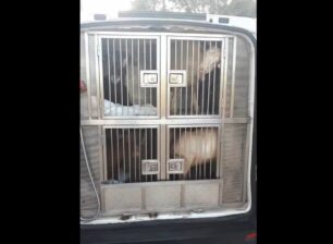 Zητούν φιλοξενία για κατσίκες που σώθηκαν από τη Βαρυμπόμπη Αττικής (βίντεο)