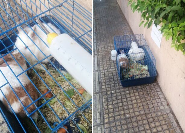Αθήνα: Εγκατέλειψε εν μέσω καύσωνα κουνέλια μέσα σε κλουβί στα Κάτω Πετράλωνα