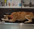 Κρόκος Κοζάνης: Πέθανε σκύλος που βρέθηκε πυροβολημένος από κυνηγό (βίντεο)