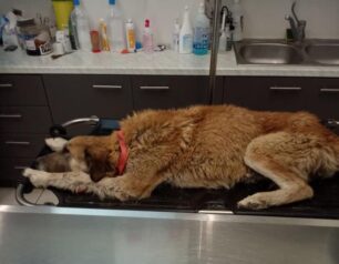 Κρόκος Κοζάνης: Πέθανε σκύλος που βρέθηκε πυροβολημένος από κυνηγό (βίντεο)