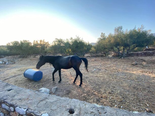 Βρήκαν άλογο δεμένο σε χωράφι χωρίς νερό στην Κυπάρισσο Λακωνίας (βίντεο)