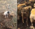 Πολλές οι ανάγκες για περίθαλψη και τροφές για τα ζώα και στα καμένα χωριά της Ηλείας (βίντεο)