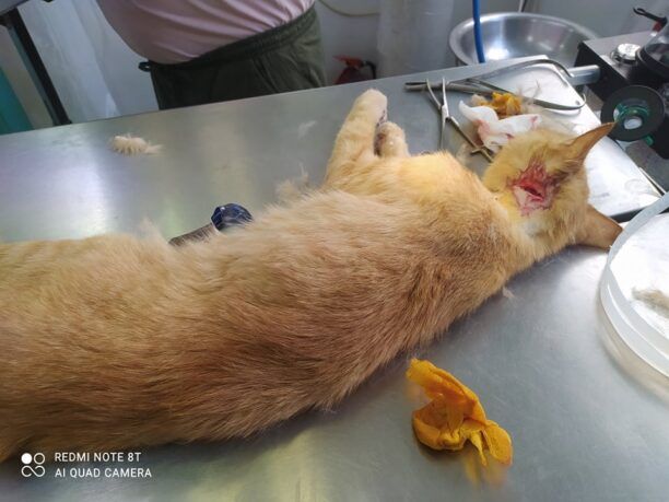 Λαμία Φθιώτιδας: Βρήκε τη γάτα που φρόντιζε πυροβολημένη στο κεφάλι με αεροβόλο