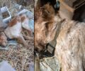 Λέσβος: Άφησε τον σκύλο του να πεθάνει δεμένος από δίψα και τσιμπούρια