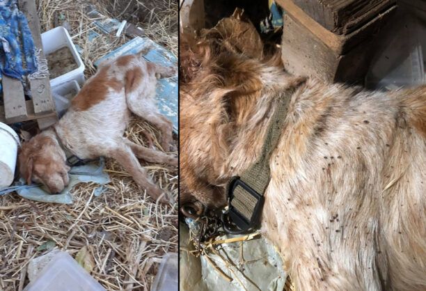 Λέσβος: Άφησε τον σκύλο του να πεθάνει δεμένος από δίψα και τσιμπούρια