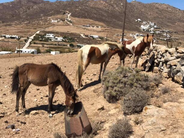 Μύκονος: Εξαφάνισε τα άλογα που κακοποιούσε καθώς τα είχε χωρίς νερό στον ήλιο σε συνθήκες ακραίου καύσωνα