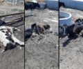 Νάξος: Αγελάδα νεκρή και άλλες σκελετωμένες σε άθλιες συνθήκες σε κτηνοτροφική μονάδα