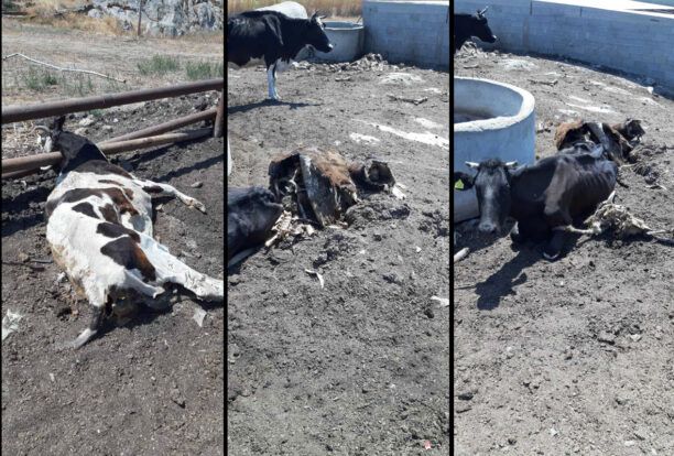 Νάξος: Αγελάδα νεκρή και άλλες σκελετωμένες σε άθλιες συνθήκες σε κτηνοτροφική μονάδα