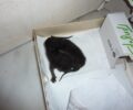 Αναζητεί γατομαμά για τα δύο νεογέννητα γατάκια που βρήκε στη Νέα Χαλκηδόνα Αττικής