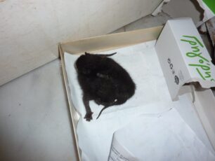 Αναζητεί γατομαμά για τα δύο νεογέννητα γατάκια που βρήκε στη Νέα Χαλκηδόνα Αττικής