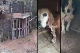 Νέος Μαρμαράς Χαλκιδικής: Εξαφάνισε τα σκυλιά που κακοποιούσε κυνηγός – Τα είχε σε κλουβί από παλέτες στο δάσος (βίντεο)