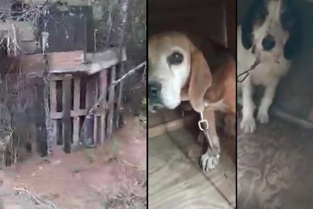 Νέος Μαρμαράς Χαλκιδικής: Εξαφάνισε τα σκυλιά που κακοποιούσε κυνηγός – Τα είχε σε κλουβί από παλέτες στο δάσος (βίντεο)