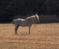 Πάρος: Άλογο δεμένο στον ήλιο χωρίς νερό
