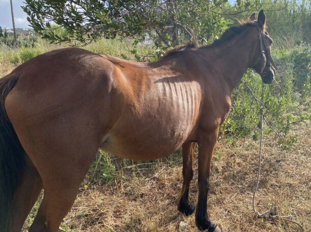 Τουρίστρια κατήγγειλε την κακοποίηση αλόγου στην Πάρο (βίντεο)