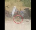 Πάτρα Αχαΐας: Συνελήφθη γυναίκα που άφησε τον σκύλο της να πεθάνει από θερμοπληξία δεμένος στον ήλιο (βίντεο)