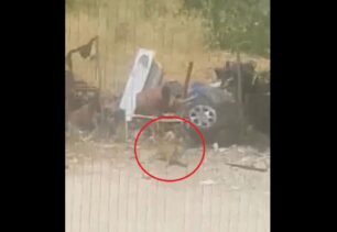 16-5-2023 η δίκη γυναίκας που άφησε τον σκύλο της δεμένο να πεθάνει από θερμοπληξία στην Πάτρα (βίντεο)