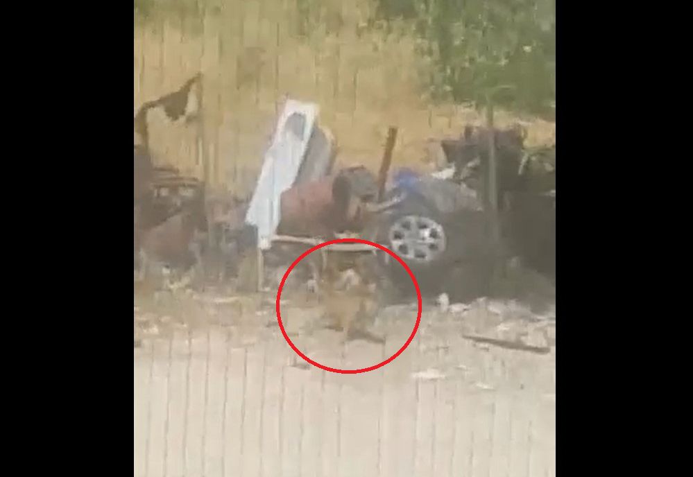 Έξι χρόνια ποινή φυλάκισης σε γυναίκα που άφησε τον σκύλο της να πεθάνει από θερμοπληξία στην Πάτρα Αχαΐας (βίντεο)