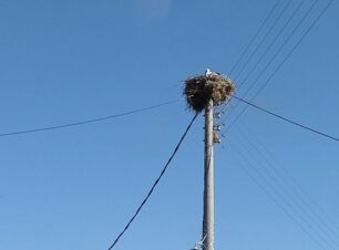 Ζητούν βοήθεια για νεαρό πελαργό στο Ηλιόλουστο Κιλκίς και κανείς αρμόδιος δεν τους βοηθάει