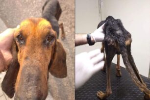 Σε άθλια κατάσταση σκελετωμένο και άρρωστο κυνηγόσκυλο βρέθηκε κοντά το Πελόπιο Ηλείας
