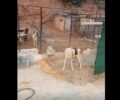 Έκκληση για φιλοξενία ζώων (αλόγων, κατσικιών, κουνελιών, σκυλιών) από στάνη στην Πετρούπολη Αττικής (βίντεο)