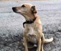 Πλακακώνας Χανίων: Πυροβόλησε εξ επαφής και σκότωσε σκύλο έξω από το σπίτι του
