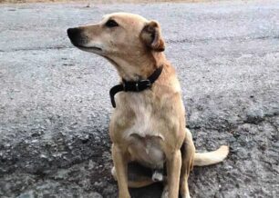 Πλακακώνας Χανίων: Πυροβόλησε εξ επαφής και σκότωσε σκύλο έξω από το σπίτι του