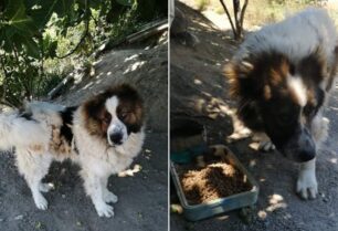 Σαμοθράκη: Εγκατέλειψε τα σκυλιά του και τόσο η Αστυνομία όσο ο Δήμος αδιαφορούν για τα μονίμως δεμένα ζώα