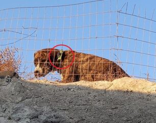 Σαντορίνη: Βρήκε σκύλο παγιδευμένο σε πλέγμα περίφραξης (βίντεο)