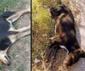 Σκάλα Αβδήρων Ξάνθης: Βρήκαν σκυλιά δολοφονημένα με φόλες