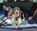 Χρειάζονται μεταφορά & φιλοξενία για 30 σκυλιά που βρήκαν στο Καπανδρίτι Αττικής