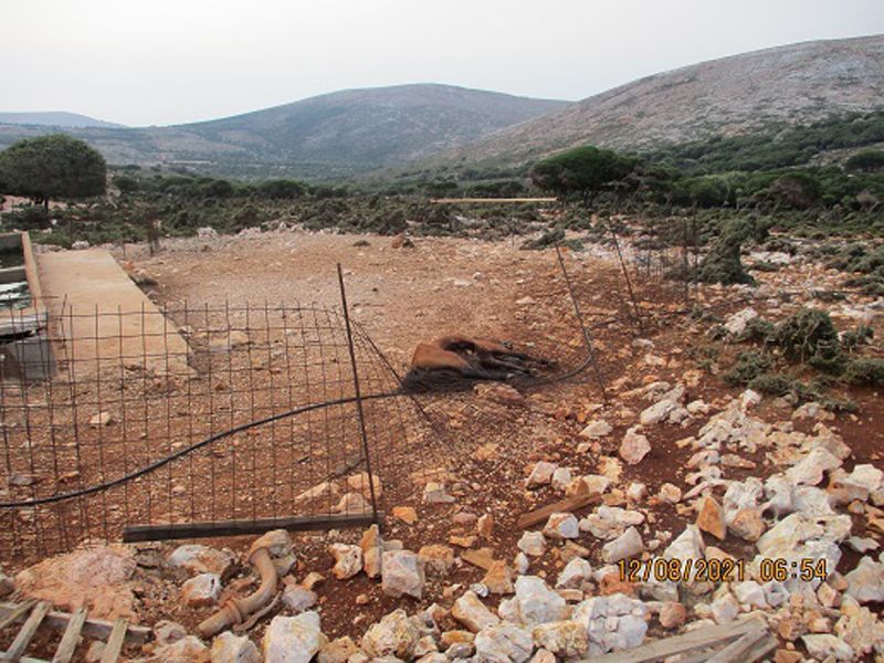 Σκύρος: Περιέφραξαν ποτίστρες σε δημόσια έκταση και σκυριανά άλογα πεθαίνουν από δίψα