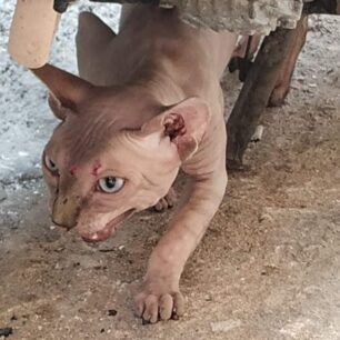 SphynxGataNeaFiladelfeia5 8 2021 2