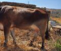 Τήνος: Σχηματίζεται δικογραφία για κτηνοτρόφο που κακοποιεί αγελάδα με παστούρα (βίντεο)